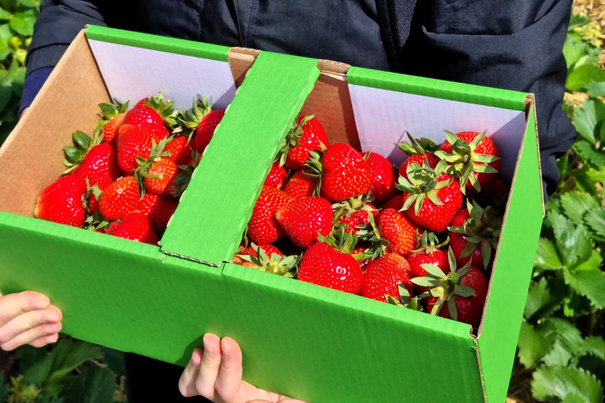 Frisch gepflückte Erdbeeren in einer grünen Kiste vom Gummert-Erdbeerfeld in Magdeburg – perfekte Ausbeute für den Sommergenuss