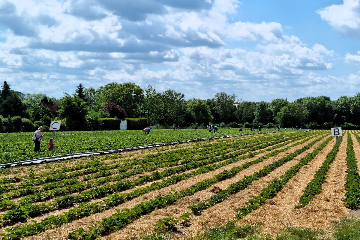 Besucher beim Erdbeeren pflücken auf dem Gummert-Erdbeerfeld in Magdeburg – familienfreundliches Selbstpflücker-Erlebnis unter freiem Himmel