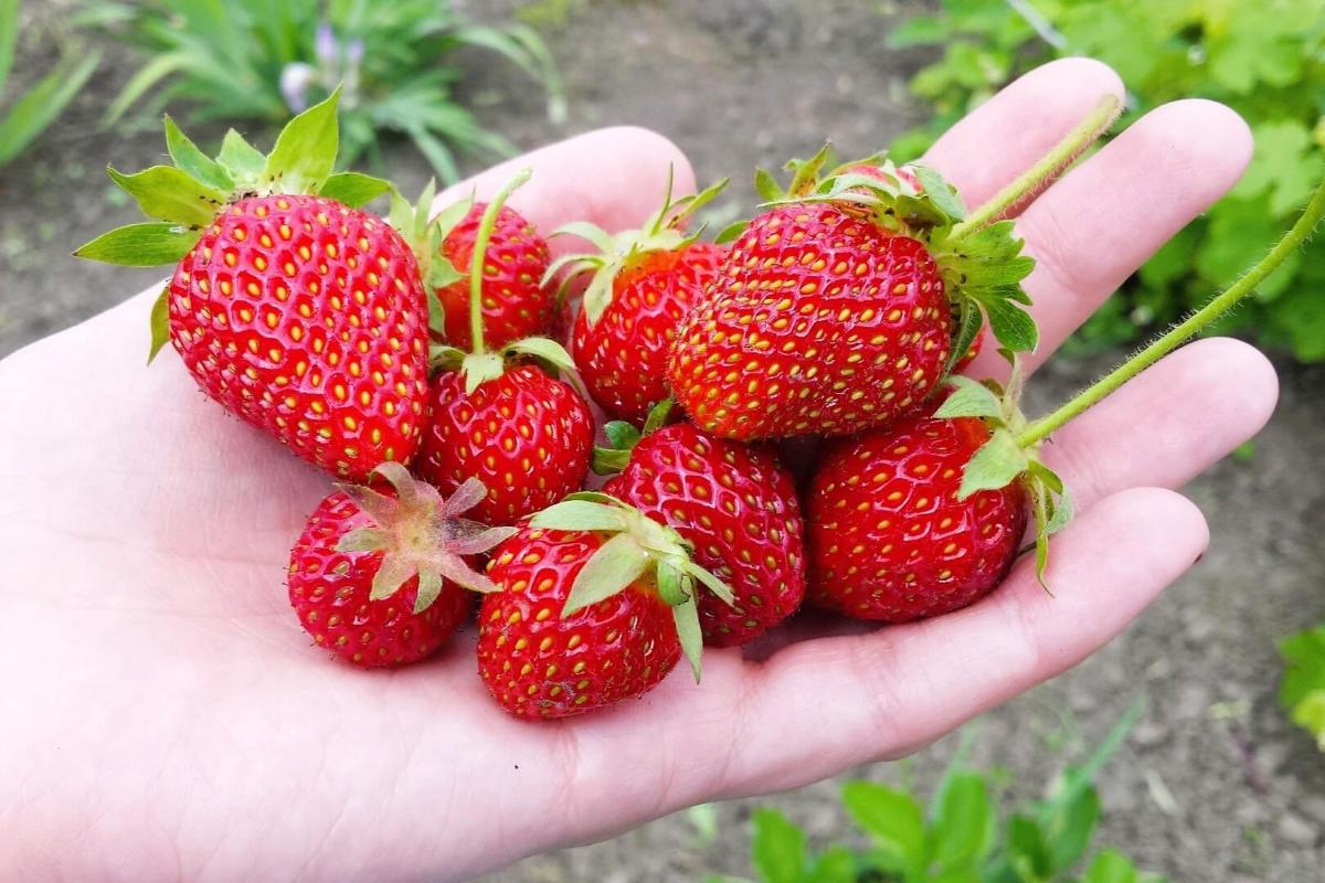 Frische, selbst gepflückte Erdbeeren in einer Hand – Erdbeersaison 2025 in Magdeburg und Umgebung
